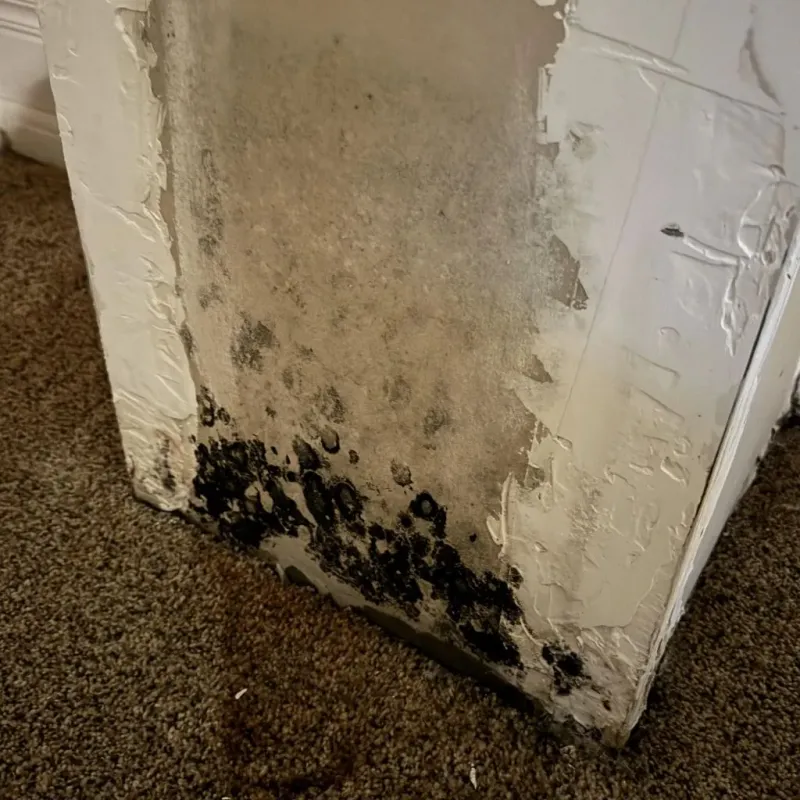 Professional Mold Removal in Payson, IL